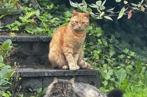 Chat trouvé Saint-Jean-de-Muzols, photo: Chat roux perdu à Saint-Jean-de-Muzols