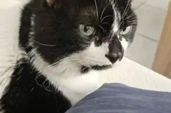 Animaux perdus Pinet, photo: Chat perdu diabétique noir/blanc Impasse Iris