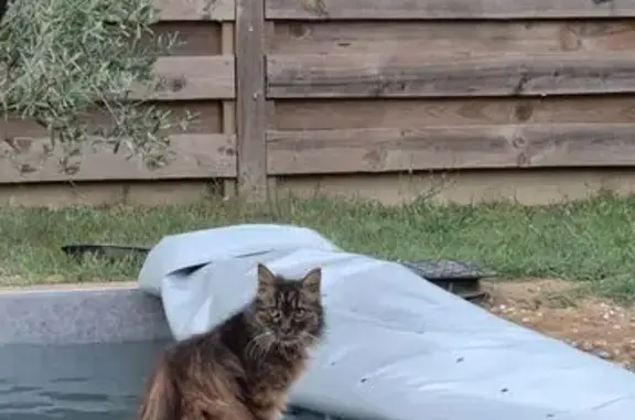 Chat trouvé Dax, photo: Chat écaille trouvé faible Rue de Laurens