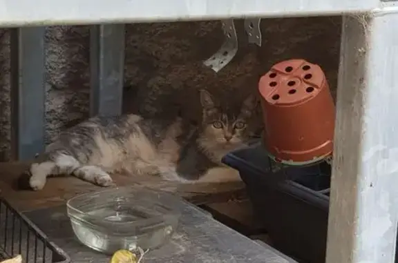 Chatte tricolore trouvée à Lyon - photo