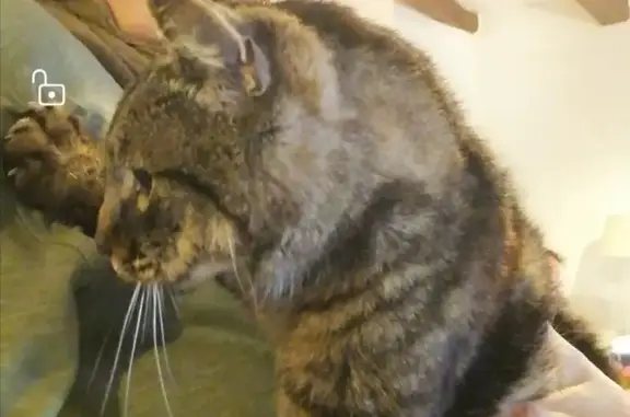 Animaux trouvés Le Chambon-sur-Lignon, photo: Chat tigré trouvé amaigri, très câlin