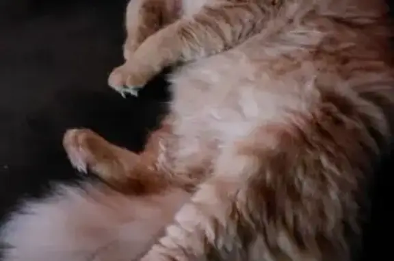 Animaux perdus Taulignan, photo: Chat perdu : angora roux, peureux, Taulignan