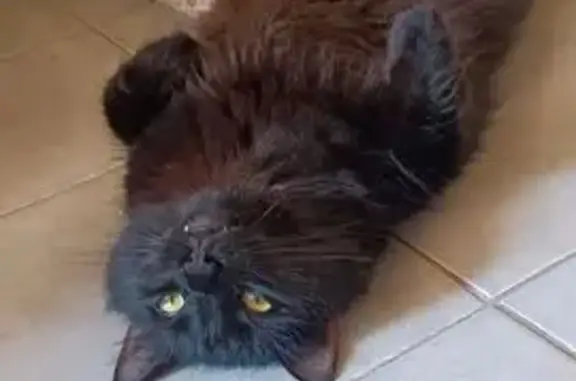 Animaux perdus Toulon, photo: Chat noir à poils longs perdu à Toulon