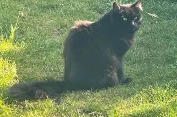 Chat perdu, Le Mans, photo: Chatte noire perdue, Rue Bourdon, Le Mans