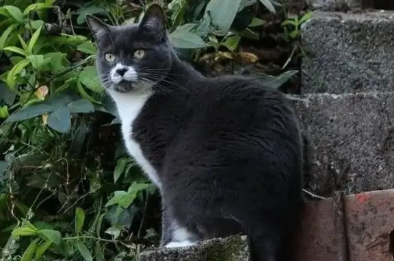 Animaux perdus Lyon, photo: Chatte grise perdue à Lyon, très craintive