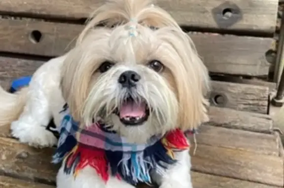 cachorro desaparecida