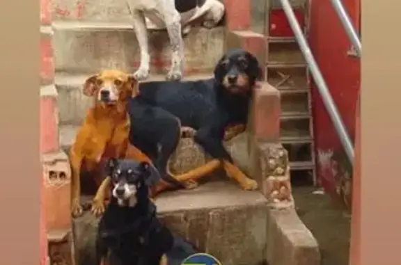 cachorro desaparecida