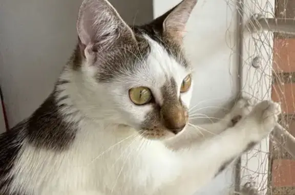 Gata joven perdida en Barcelona, con chip