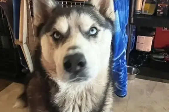 Lost Black & White Dog - Honeygo Blvd