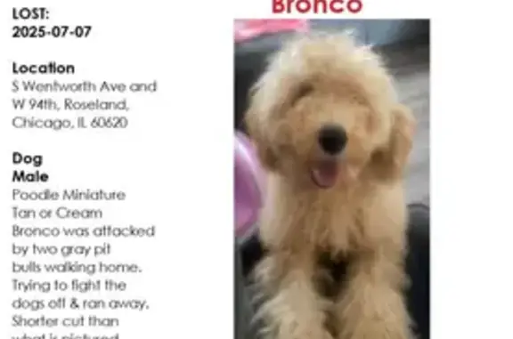 Lost Mini Poodle: Injured on S. Wallace St.