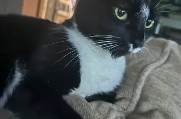Lost Black Cat: Medbury Rd, Porter Corners