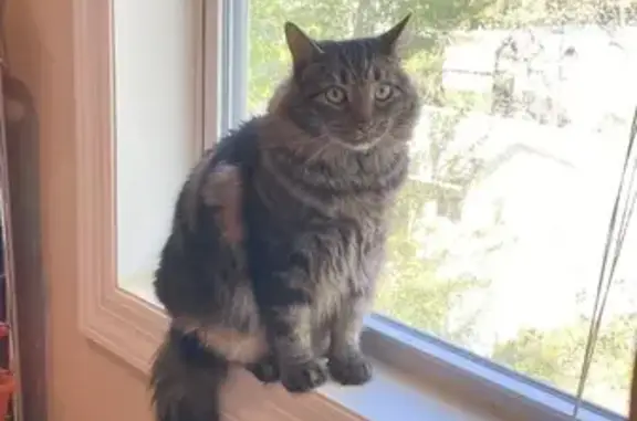 Lost: Brown Black Marble Cat in Metuchen