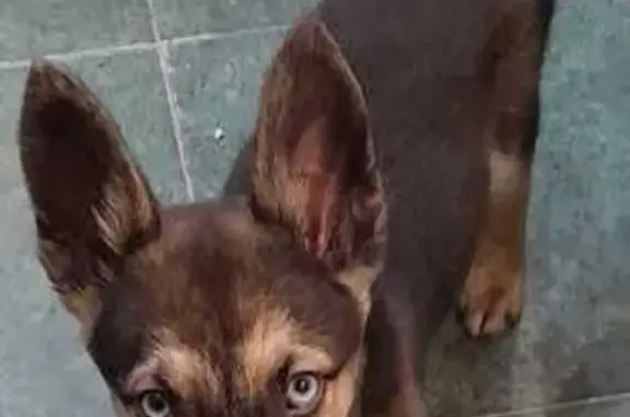 Perro negro perdido: compañía vital para mi padre