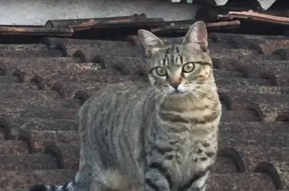 Perdu : Chatte Grigri, Grasse, lundi matin - photo
