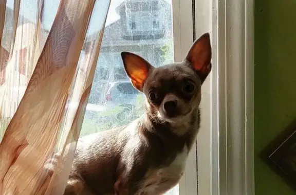 Friendly Brown Dog Lost in North Austin