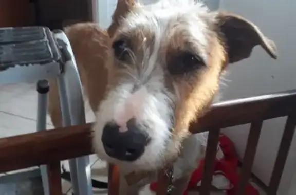 cachorro encontrada