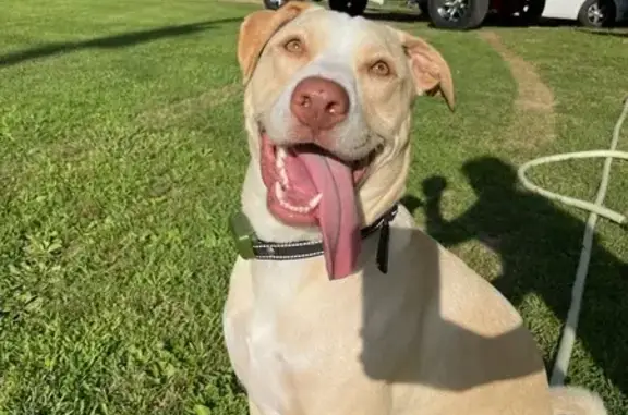 Help Find Our Sweet Lost Dog in Waverly