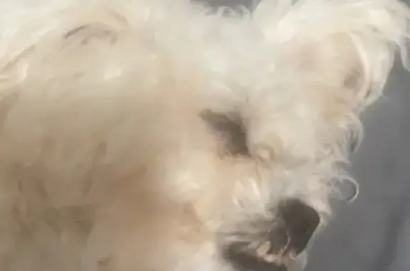 Lost pets Fair Lawn, photo: Lost Sweet White Dog, Cherry Eyes, Fair Lawn