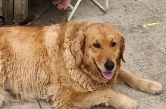 Lost Golden Retriever on Talbert Rd