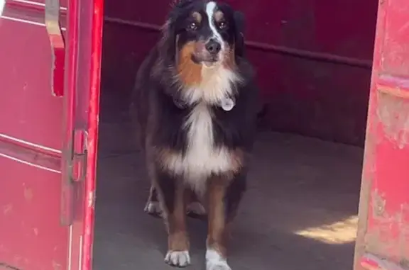 Lost Dog: Tri-Color Mini Aussie, Franklin