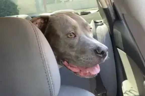Lost dog, Miami Gardens