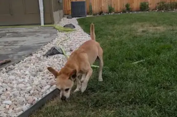 Found pets , photo: Found: Small Light Brown Male Dog