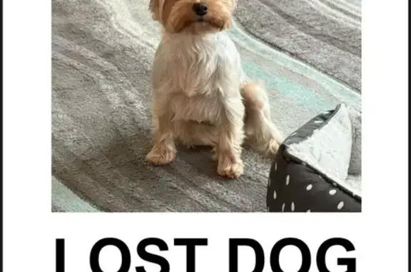 Lost and found pets Deerfield Beach, photo: Lost Dog Abby: Silver & Tan, Very Friendly