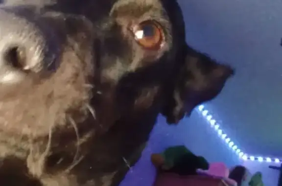 Animales perdidos San Juan del Rio, foto: Perro Perdido en San Juan del Río: Ayuda