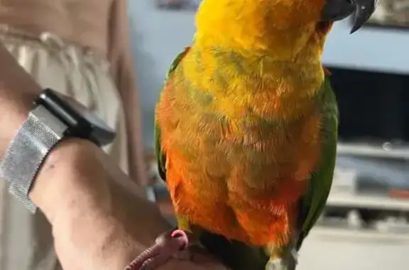 Lost Bird: Orange Head, Green Wings