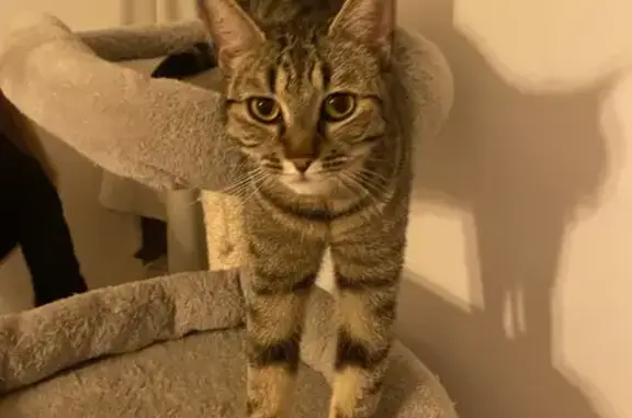 Chatte perdue Swaïli, 4 ans, pucée - photo