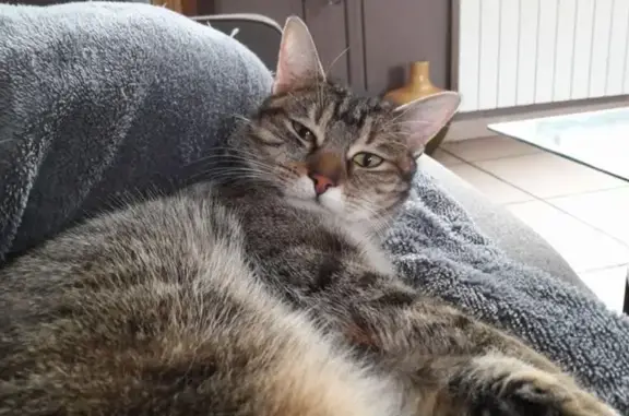 Animaux perdus Fécamp, photo: Chatte perdue peureuse, Rue Henri Dunant