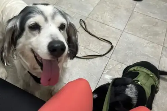 Lost and found pets Ontario, photo: Lost Dogs: Oso & Rover in Ontario