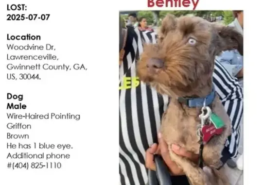 Lost Mini Schnauzer: Bentley in Lawrenceville