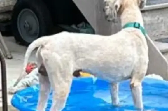 Lost Dog: Off-White Coat, Long Tail
