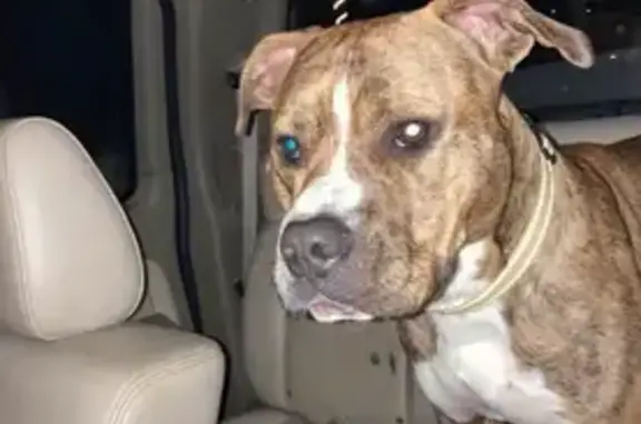 Lost: Friendly 70lb Dog, White Chest, Centerville