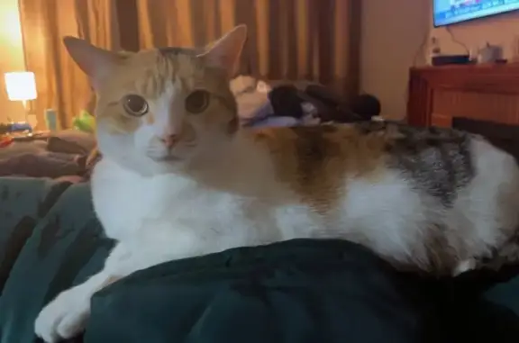 Lost Skittish Cat on Faye Drive - Help!