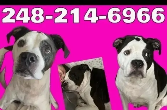 Lost Dog: Friendly 11-Year-Old, Munith