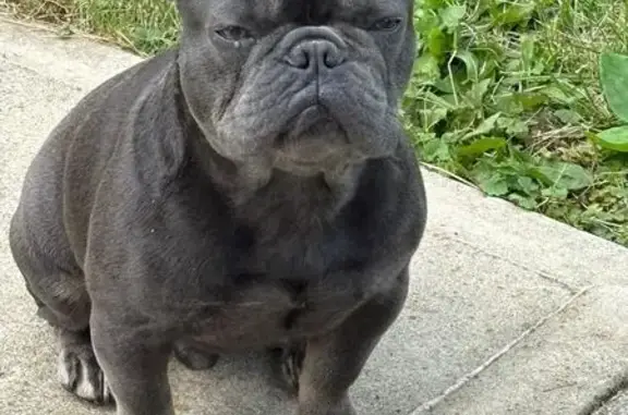 Missing dog Cleveland, photo: Lost Blue Frenchie: Beige Paws, Crooked Tongue