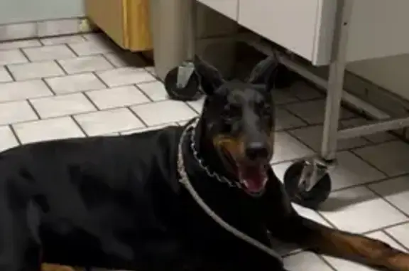 Lost Injured Doberman in OKC - Help!