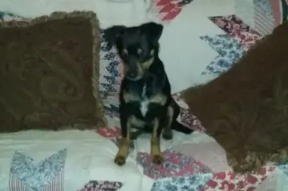 Lost Beloved Senior Dog on Alexander Rd
