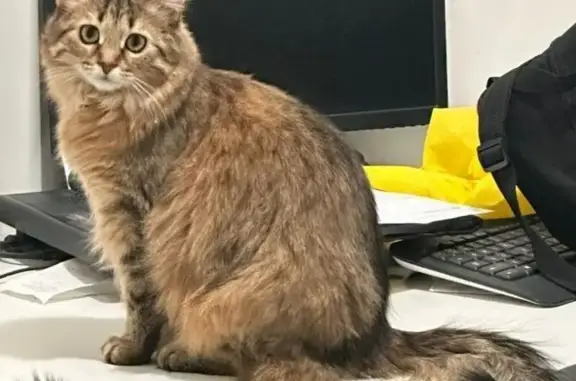 Lost Cat: Orange/Brown in Newmarket