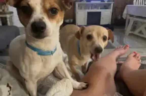 Lost Dog: White/Brown, Long Ears, Hattiesburg