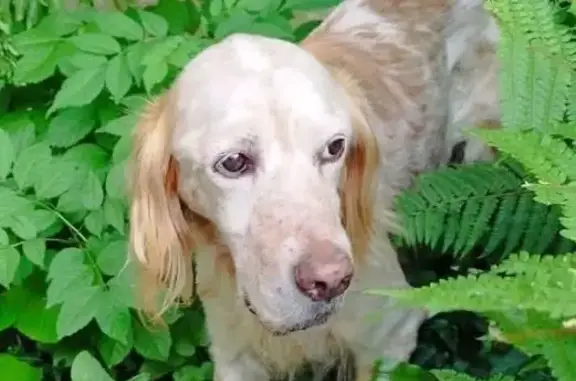 Chien perdu Bretenoux, photo : Setter lemon 12 ans perdu à Bretenoux