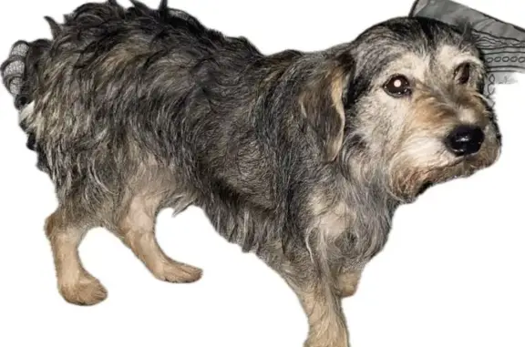 Found Dog: Friendly, Silver/Gray in Salisbury