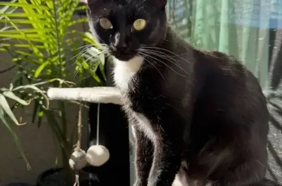 Missing cat Solana Beach, photo: Lost Tuxedo Cat: Help Bring Her Home!
