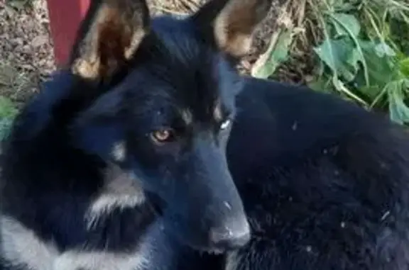 Lost and found pets Cabazon, photo: Lost German Shepherd: Unique Eyes, Scar