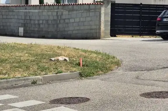 Chat blanc et roux trouvé mort à Davézieux - photo