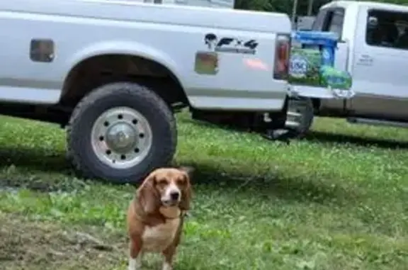 Lost Beagle in Poplar Bluff: Help Needed!