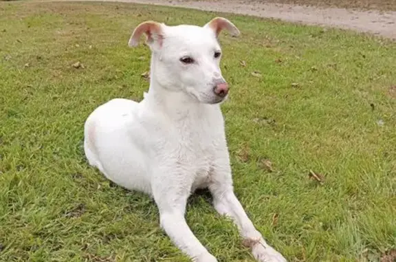 Chien trouvé , photo: Chien trouvé près de l'étang de Langourla