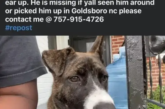 Lost Husky/Pit Mix: Thrax in Goldsboro